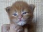 rotes Maine Coon Baby aus Sachsen