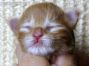 Maine Coon Baby