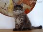 XXL Maine Coon Kätzchen aus Sachsen