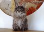 XXL Maine Coon Kitten aus Sachsen