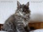 XXL Maine Coon Baby aus Sachsen