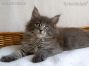 XXL Maine Coon Baby aus Sachsen