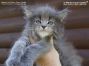 blue-tabby Maine Coon Baby aus Dresden