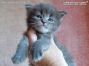 blue-tabby Maine Coon Kitten aus Dresden