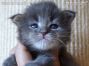 blue-tabby Maine Coon Kitten aus Sachsen