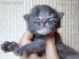 blue-tabby Maine Coon Baby aus Sachsen