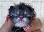 male blue-tabby Maine Coon Baby