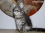 Maine Coon Baby Terry