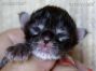 Maine Coon Kitten Tessy aus Sachsen