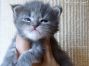 blue-tabby-cl Maine Coon Baby aus Dresden