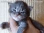 blue-tabby-cl Maine Coon Kitten aus Sachsen