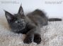 blaues Maine Coon Kätzchen