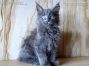 blaues Maine Coon Baby vom Züchter
