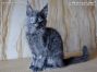 blaues Maine Coon Baby vom Züchter