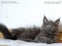 blaues Maine Coon Kitten vom Züchter