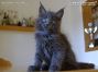 blaues Maine Coon Kitten vom Züchter