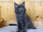 blaues Maine Coon Kitten aus Sachsen