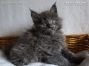 blaues Maine Coon Kitten aus Dresden