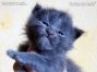 blaues Maine Coon Baby aus Deutschland