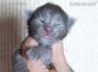 blaues Maine Coon Baby aus Sachsen