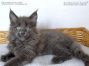 Maine Coon Kitten vom Züchter