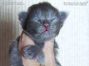 blaues Maine Coon Kitten