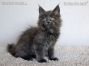 blaues Maine Coon Kätzchen vom Züchter