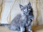 blaues Maine Coon Baby vom Züchter