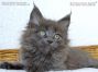 blaues Maine Coon Kitten vom Züchter