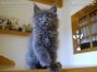 blaues Maine Coon Kitten vom Züchter