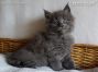 blaues Maine Coon Kitten aus Dresden