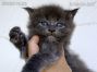 blaues Maine Coon Kitten aus Sachsen