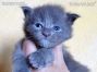 blaues Maine Coon Baby aus Sachsen