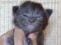 blaues Maine Coon Baby aus Deutschland
