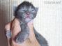 blaues Maine Coon Baby aus Dresden