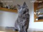Maine Coon Kätzchen aus Sachsen