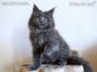 Maine Coon Kätzchen aus Dresden