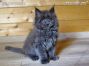 Maine Coon Kätzchen vom Züchter