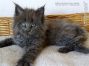 Maine Coon Baby vom Züchter