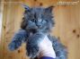Maine Coon Baby vom Züchter