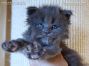 Maine Coon Baby aus Sachsen