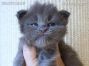 Maine Coon Kitten aus Sachsen