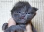 Maine Coon Kitten aus Dresden