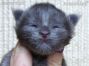 Maine Coon Baby aus Dresden