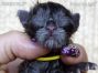 Maine Coon Baby aus Sachsen