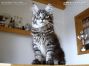 Maine Coon Kätzchen vom Züchter