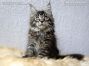 Maine Coon Kätzchen vom Züchter