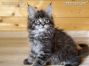 Maine Coon Kitten vom Züchter