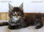 Maine Coon Baby vom Züchter