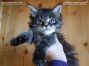 Maine Coon Baby vom Züchter